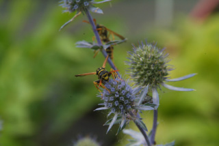 Eryngium planum Vlakbladige kruisdistel bestellen